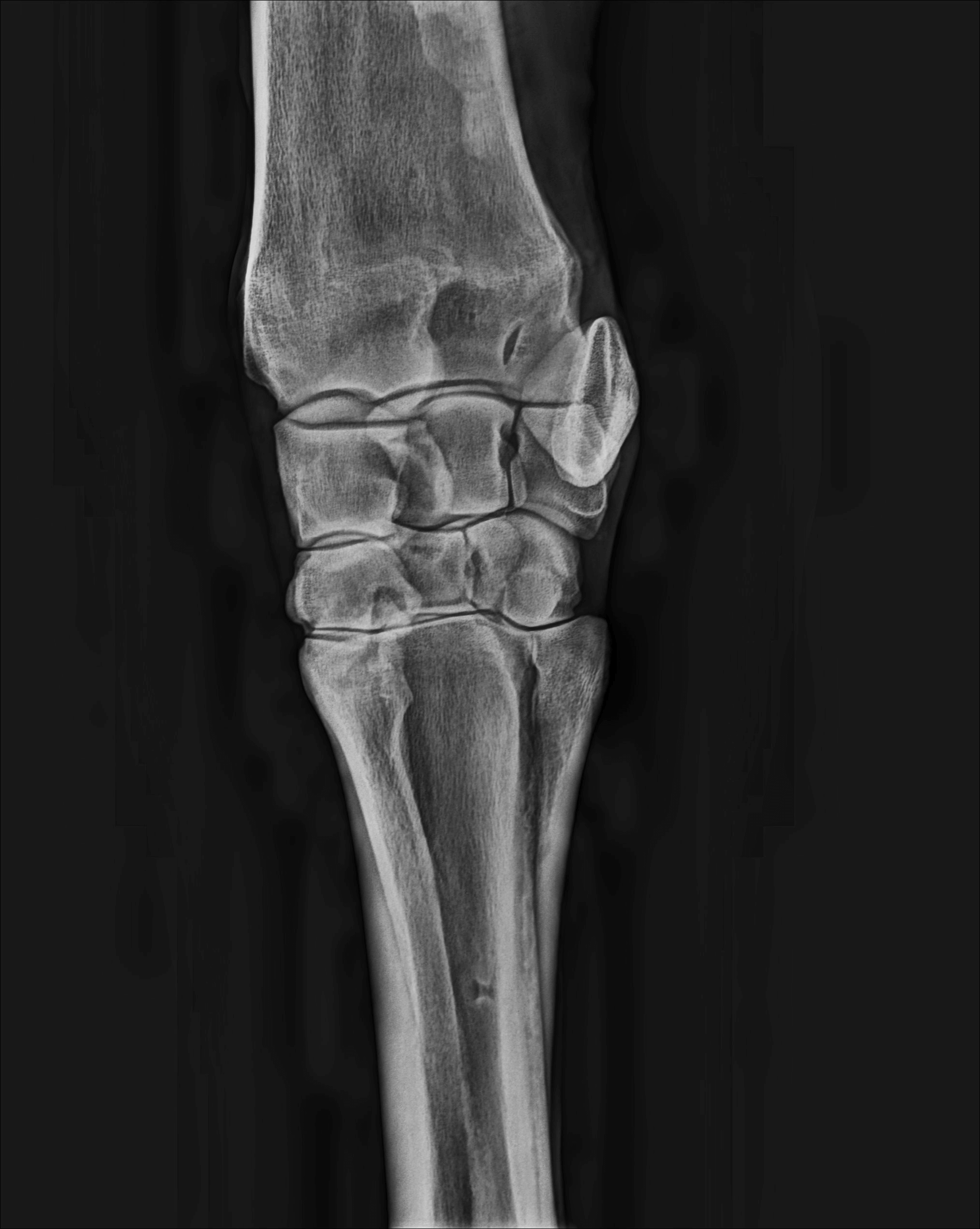 New state-of-the-art Equine Digital X-ray Service on the Mid North Coast. image