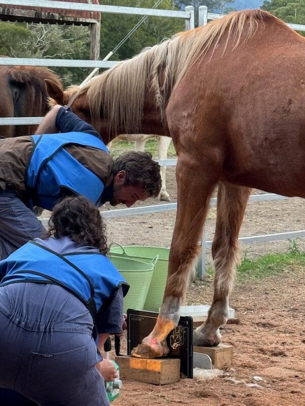 Wingham and Valley Vets