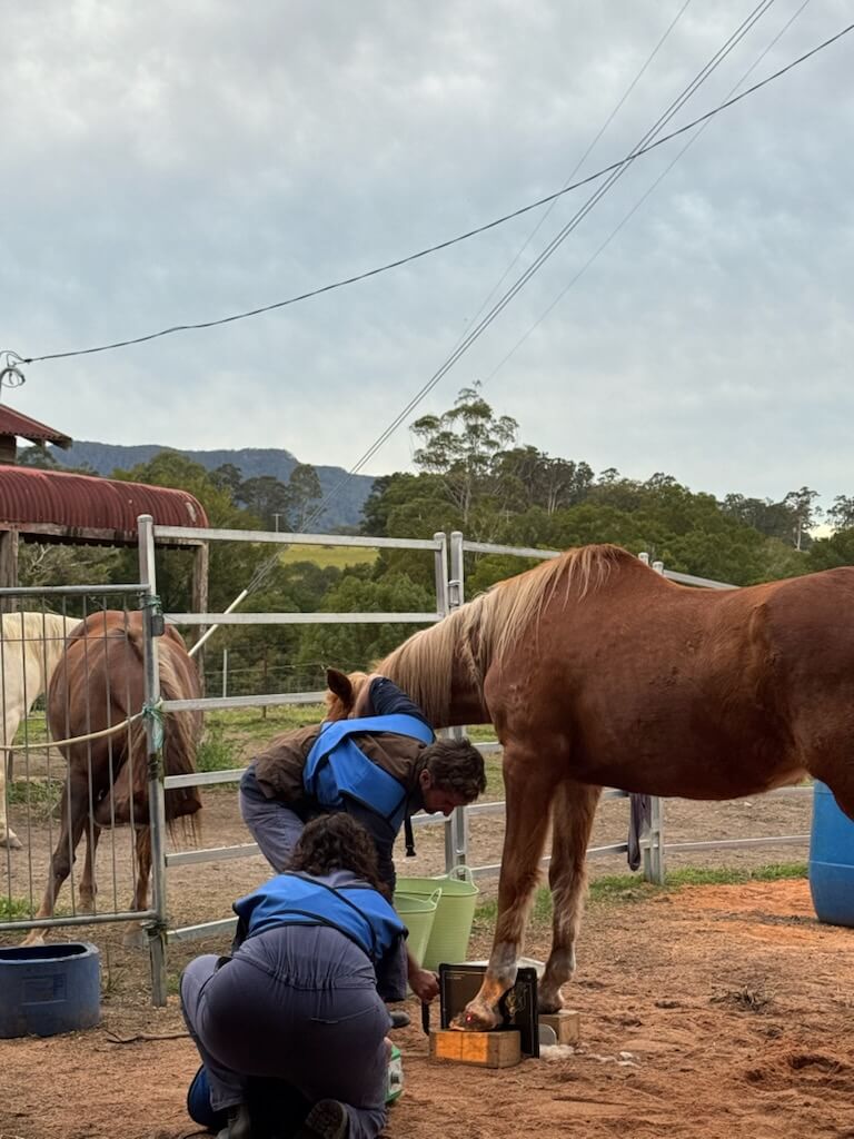 Wingham and Valley Vets