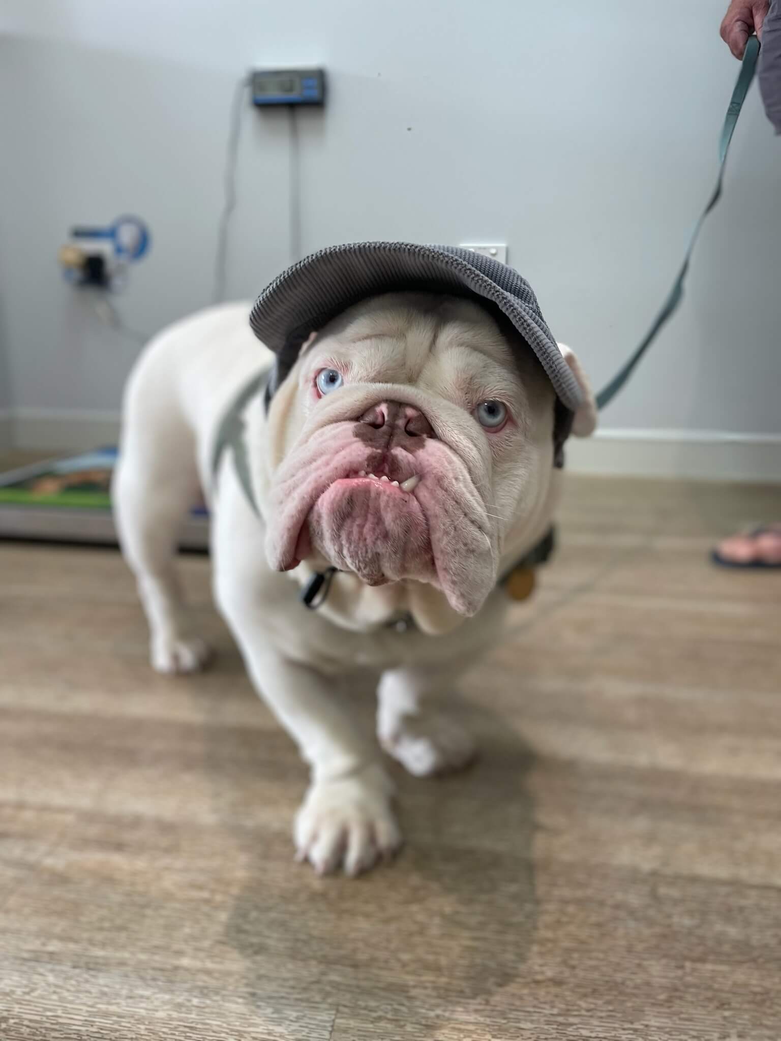 Wingham and Valley Vets