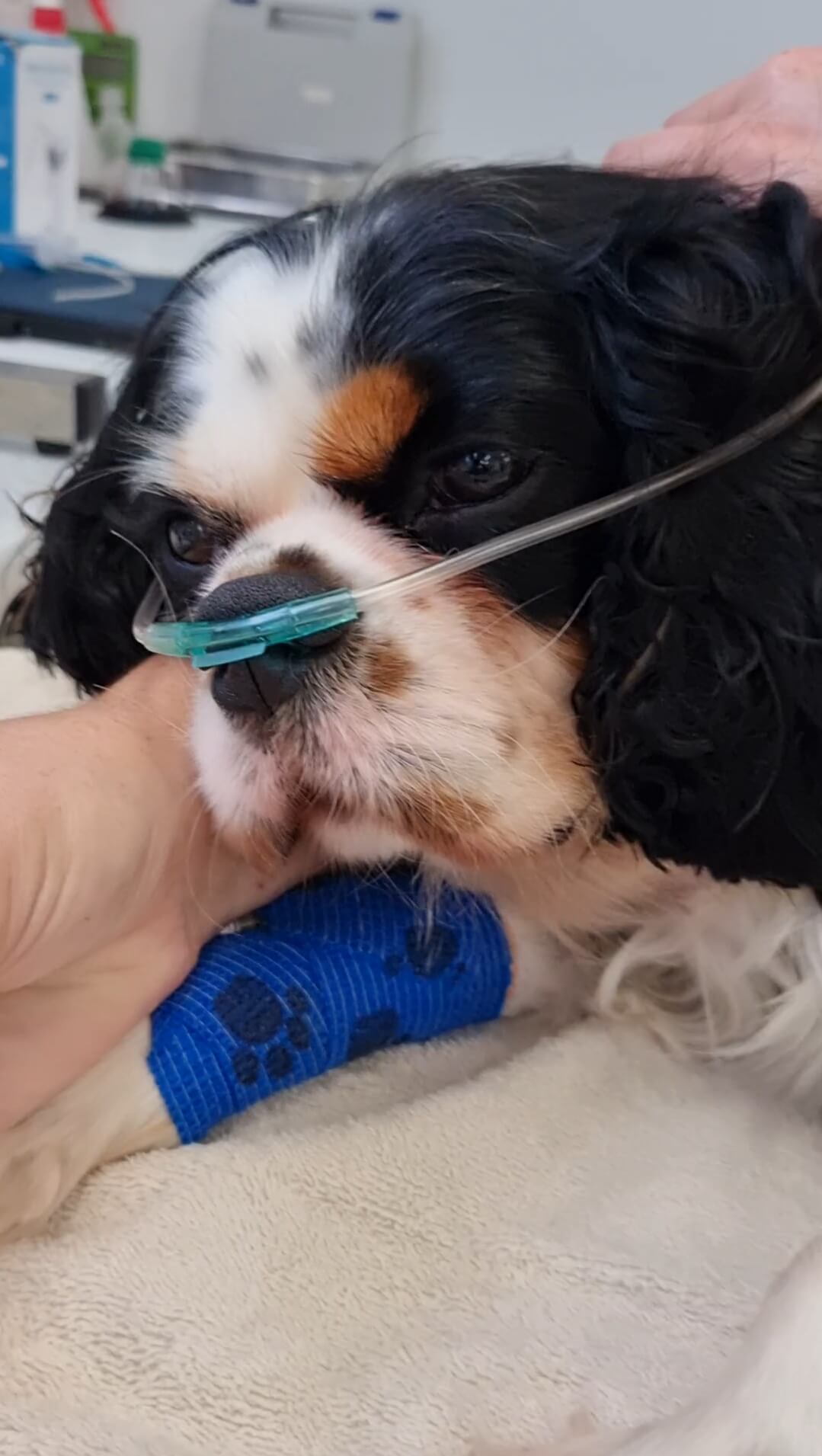 Wingham and Valley Vets