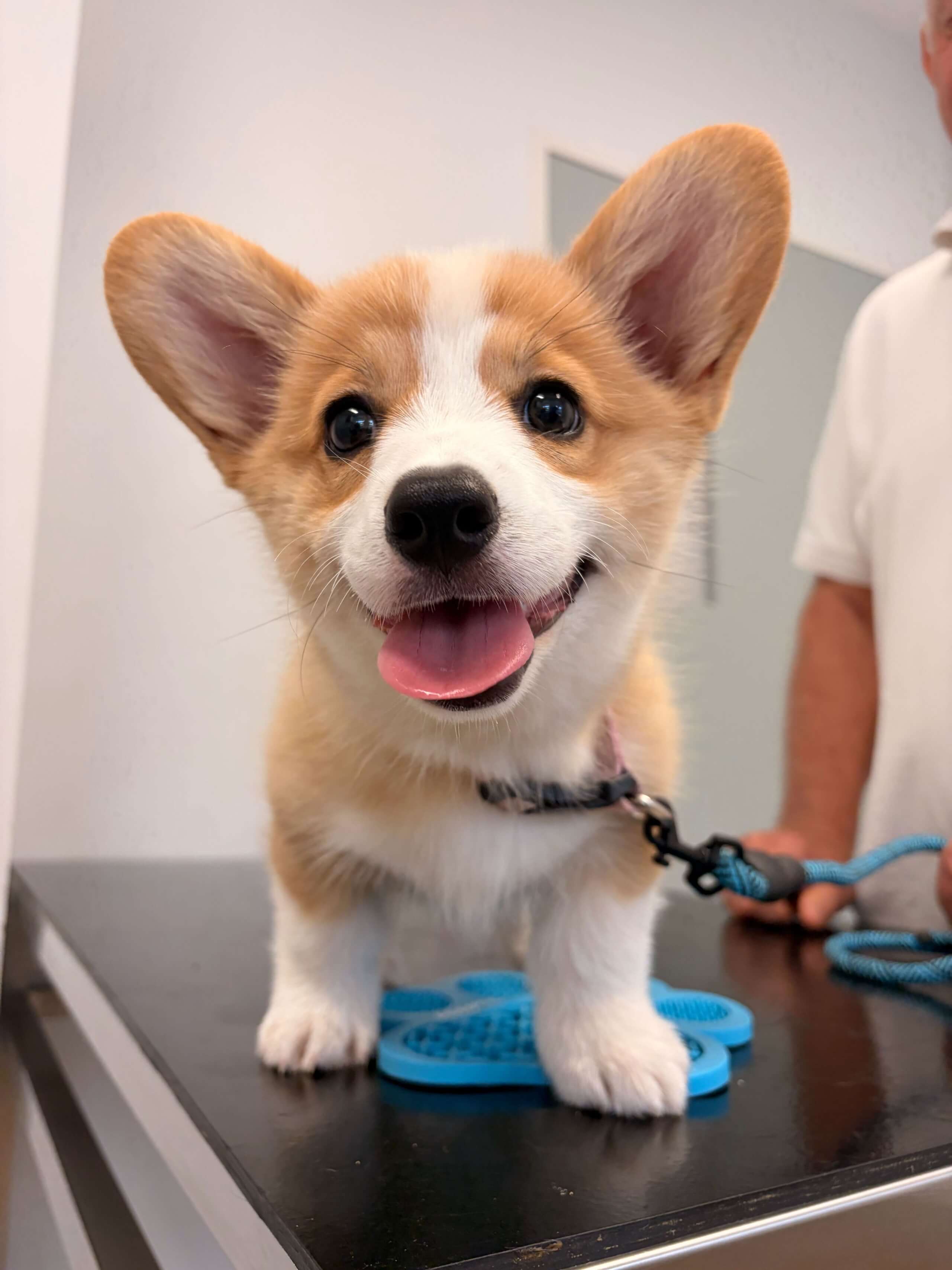 Fear-Free Puppy &amp; Kitten Vaccinations at Wingham &amp; Valley Vets