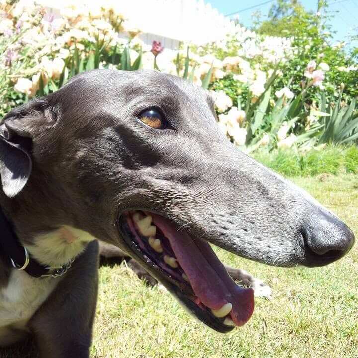 Greyhounds and corns image