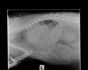 Blackie's initial xray where the entire lung field (which should appear black) is grey because of the abdominal organs (liver, intestines, stomach) sitting in the chest cavity.