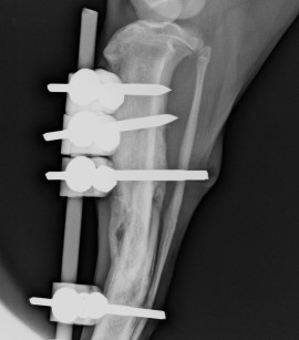 The same dog several weeks later, in the xray you can see significant bony healing has occurred.