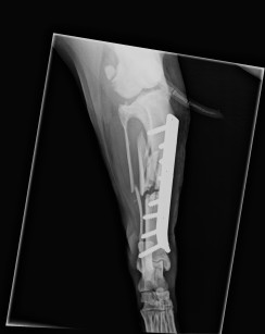 Rusty's X-Ray 'After'