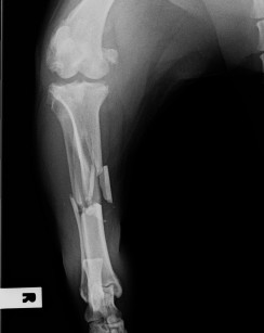Rusty's X-rays 'before'