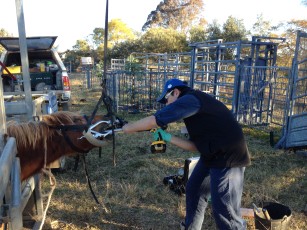 One of our final year vet students getting some valuable equine dentistry experience.