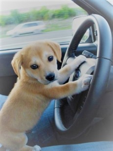 puppy car